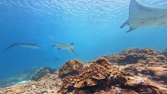 2023 KOMODO PULAU PADAR ISLAND 、MAWAN смотреть онлайн