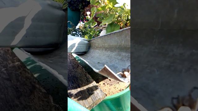 домашний тарантул смотреть онлайн