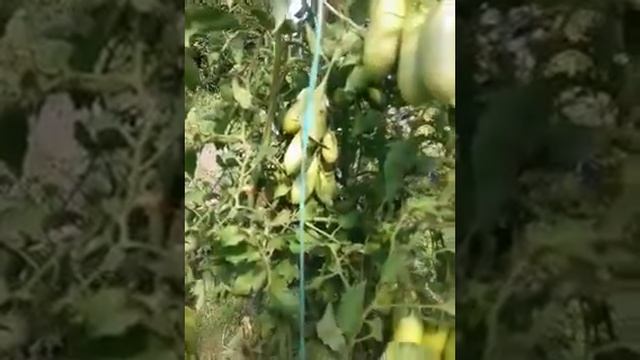 Томат Фляшен суперурожайный и вкусный,Фатима куст формируется без пасынкования смотреть онлайн