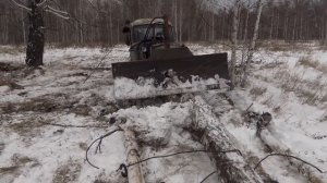 ДТ-75 сила, особенно в умелых руках! Вывоз дров из лесу на гусеничном тракторе...