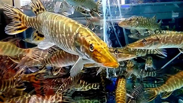 Щука. Рыба Щука. Видео с Рыбами. Щука в Воде. Щука Видео. Футажи для видеомонтажа. Видеофутажи смотреть онлайн