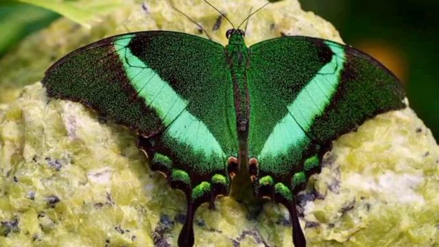 Красивые , редкие бабочки смотреть онлайн