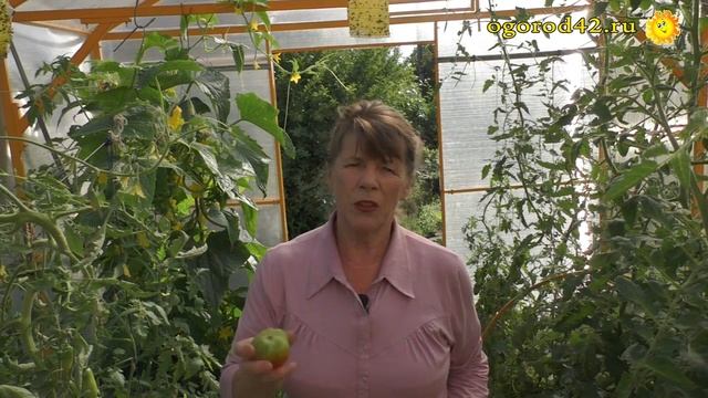 Как гарантированно получить крупные томаты? смотреть онлайн