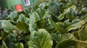 Бадан и барвинок,почвопокровные растения моего сада.#дача в соснах.