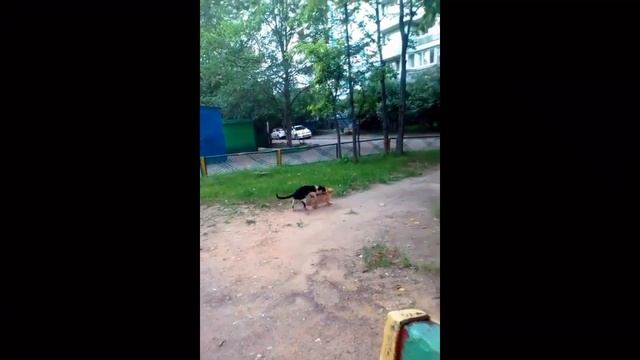 Вот такая вот кошачья любовь!!! смотреть онлайн