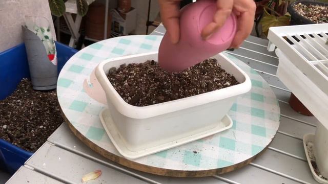 Mis últimas suculentas de colección de este año, y trasplantes смотреть онлайн