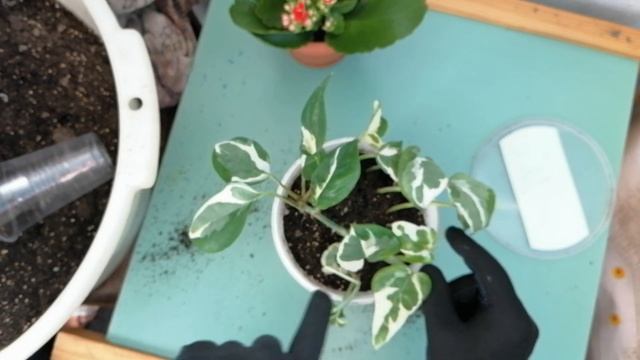 Мои комнатные цветы.Новинка.Пересадка цветов из последней посылки.Октябрь 2020 г. смотреть онлайн
