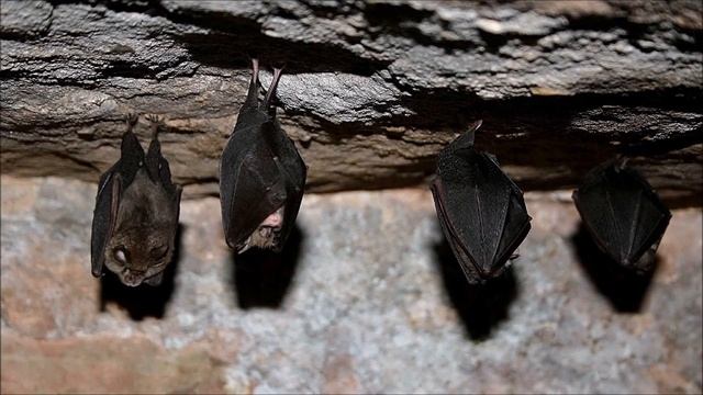 Почему летучие мыши живут в пещерах? Рассказывает научный журналист Егор Владимирович Быковский. смотреть онлайн