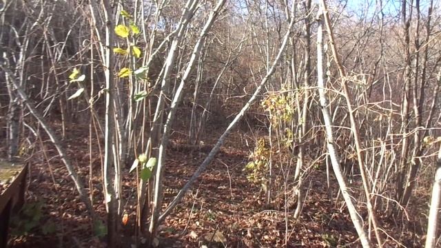 О камнях в "Трапезунд". Прогноз урожая в 2022 г. Что с листьями делать? смотреть онлайн