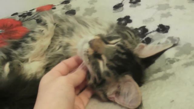 Coonwood Camelia (3,5 month).AVI смотреть онлайн
