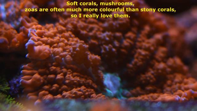 My Reef Tank Introduction. Rock Flower Anemone Vs Peppermint Shrimp. смотреть онлайн