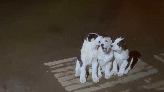 Три девицы под окном. САО Таюр : Зибара, Зурия и Зенда. 2 мес. 3 недели. смотреть онлайн