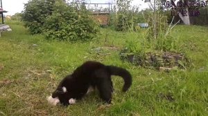 Бои котов. Беспощадные и до крови.