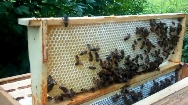 СКОЛЬКО ПЧЁЛЫ ПРИНОСЯТ МЁДА ЗА 4 ДНЯ. Хутор LV #пчеловодство #мёд #взяток смотреть онлайн