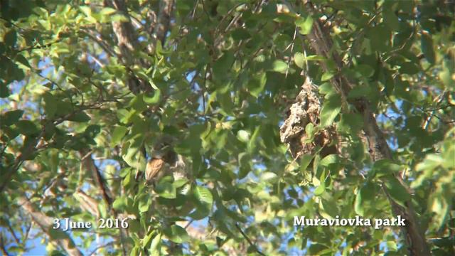 китайский ремез смотреть онлайн