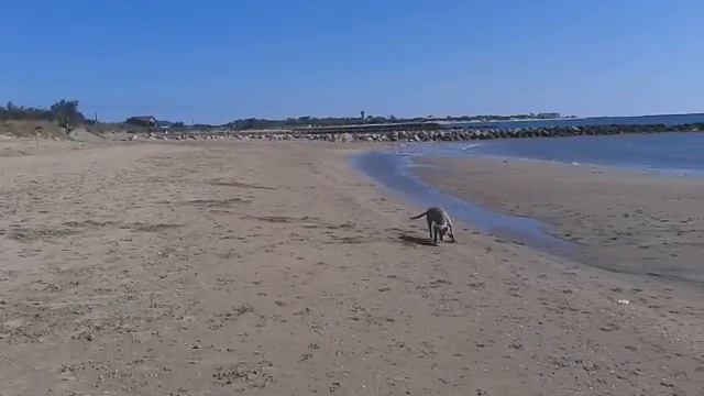 Weimaraner vs Schmetterling смотреть онлайн