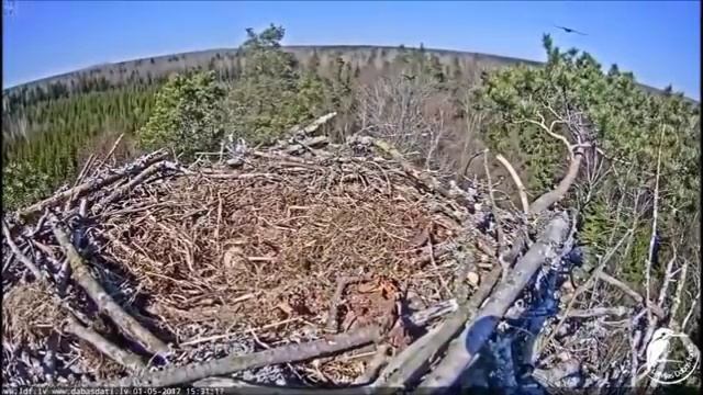 Скопа защищает гнездо от орлана. Латвия. смотреть онлайн