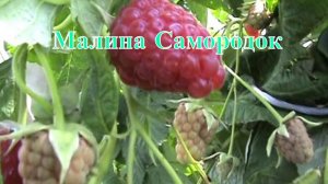 Малина Самородок