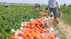 7 класс Овощеводство  Виды и технология выращивания в России