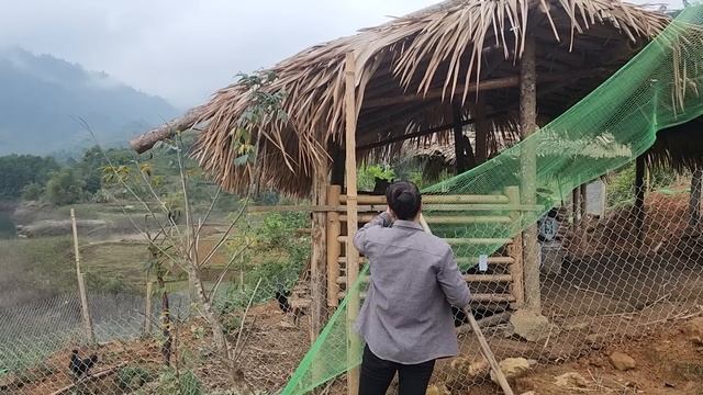 Catch more chickens,dogs,and pigs back to the barn,add a layer of netting around|Trieu Thi Hoa EP.8 смотреть онлайн