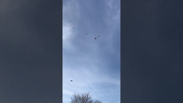 Турецкая Такла в Пятигорске.11.02.23. Гоняю молодёжь!✋ смотреть онлайн