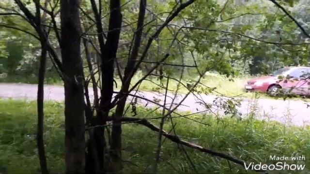 Поездка за грибами / медвежьи лепешки / Пермский край / Березники смотреть онлайн