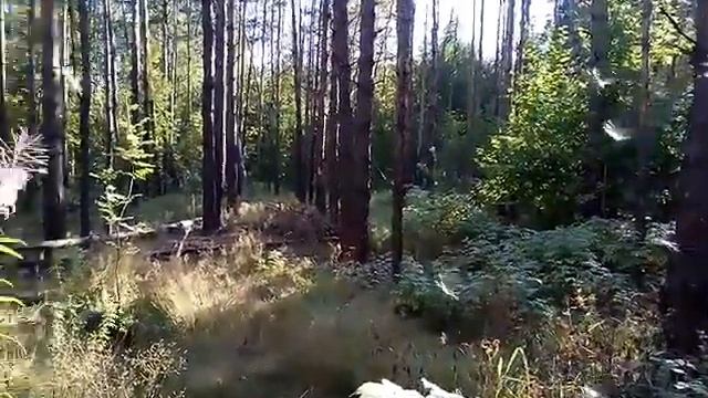 Иван чай. Семена. смотреть онлайн