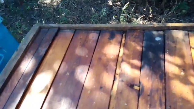 Через 11 дней после создания отводка в моем методе выходит своя молодая неплодная матка.Улей № 20. смотреть онлайн