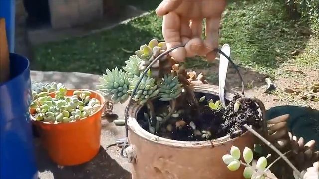 COTYLEDON PENDENS + REPLANTE + MUDAS E ECHEVERIA ICEBERG NA LATA