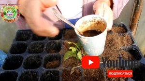 Редис в кассетах - супер способ выращивания ранних витаминных корнеплодов в теплице. Экономно!