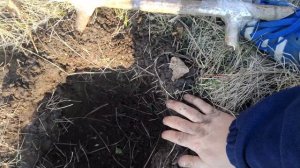 ПРОСТАЯ ЛОВУШКА ДЛЯ ПТИЦ , ФАЗАНОВ , КУРОПАТОК и мелких грызунов!!! Как сделать ловушку за 5 минут?