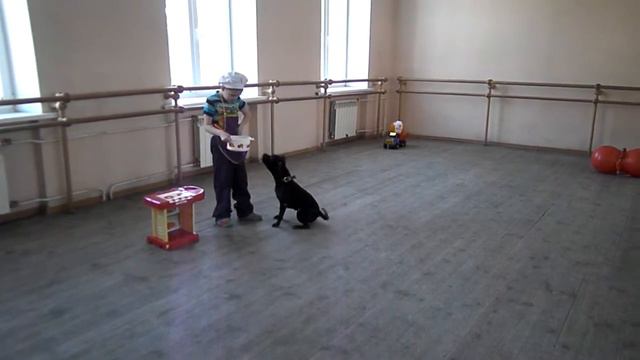 Дрессировка смотреть онлайн