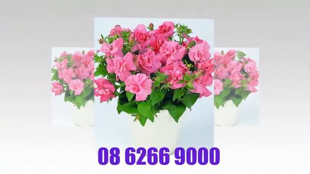Hoa Dạ Yên Thảo Kép, Hoa Dạ Yên Thảo Kép - PETUNIA -PET040
