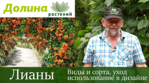 ЛИАНЫ (вьющиеся растения) — как выбрать, как обрезать, как ухаживать и поливать. Советы дендролога?