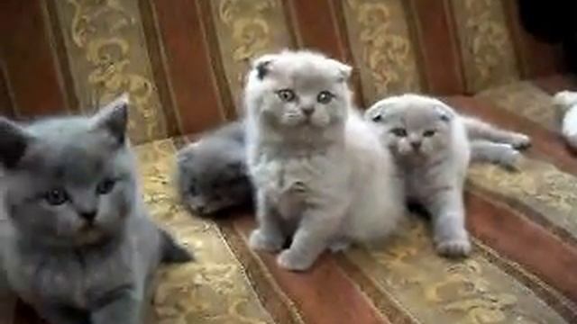 Шотландский вислоухие и прямоухие котята смотреть онлайн