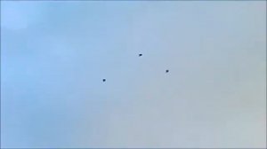 Турецкие бойные голуби. Турецкая такла, Анкара. 2017(Красноярский край г. Канск. Александр Рослик )