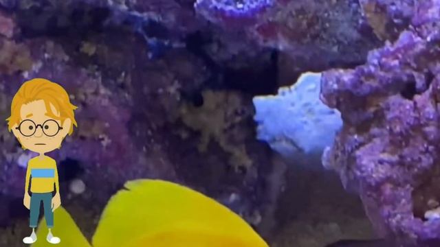 Ирина Чистякова, воспитатель Школы № 1002. Почему рыбы живут в воде? смотреть онлайн