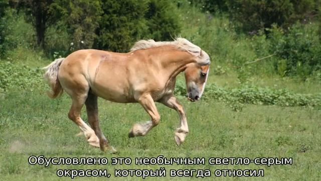 Буланый конь смотреть онлайн