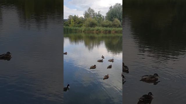 Почему люди сходят с духовного пути смотреть онлайн