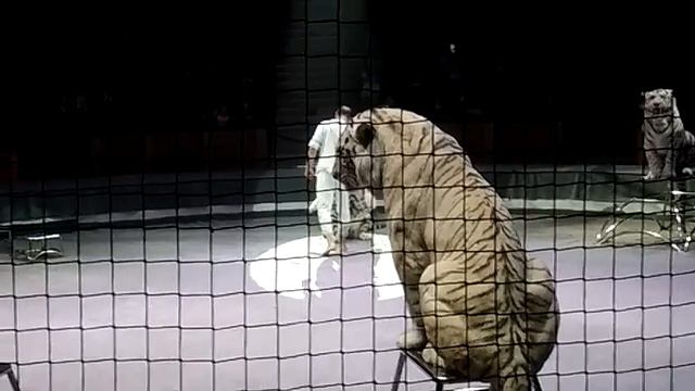 БЕЛЫЕ ТИГРЫ В ЦИРКЕ - ШОКИРУЮЩЕЕ ВЫСТУПЛЕНИЕ ? МАРТ 2021 смотреть онлайн