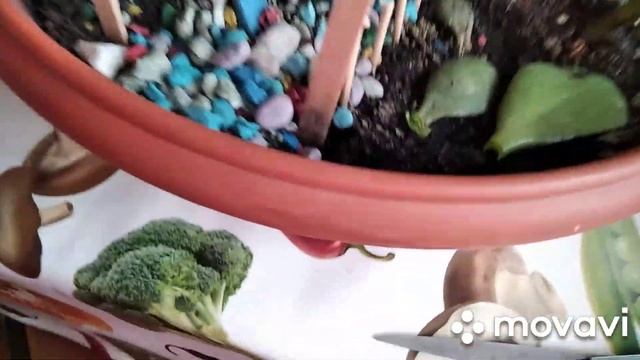 Толстянка-денежное дерево! Обрезка зимой! смотреть онлайн