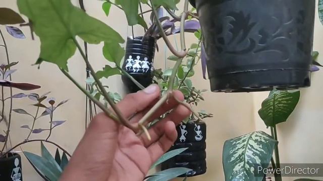 CUTTING UPDATE | MONSTERA,CACTUS,VINE SYNGONIUM,DIEFFENBACHIA PLANTS ETC. смотреть онлайн