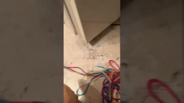 кот играет с паучком)))