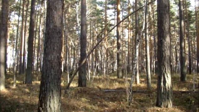 #Природа Урала Змеиное болото #дятел #косули брусника морошка Сельское #подворье на #Урале смотреть онлайн