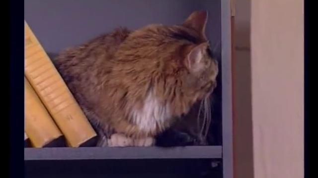 Когда нужно ставить запятую? Синтаксис и пунктуация. Часть1. Урок 2. смотреть онлайн