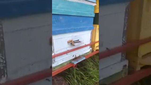 Продается пасека Омская обл.