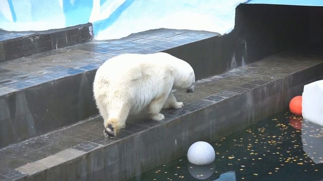 ОСЕННИЙ МАРАФОН ГЕРДЫ смотреть онлайн