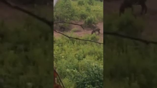 Охота на кабана Приморский край смотреть онлайн