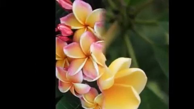 Алламанда-Идеи интернета смотреть онлайн