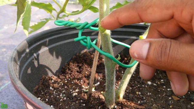 How to Prune a tomato plant | For Beginners| Simple and Easy Way| #tomato смотреть онлайн